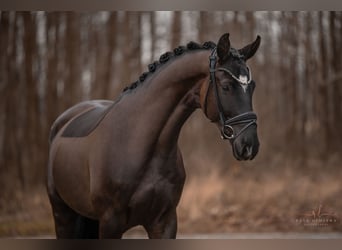 Trakehner, Hongre, 5 Ans, 169 cm, Noir