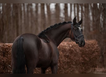 Trakehner, Hongre, 5 Ans, 169 cm, Noir