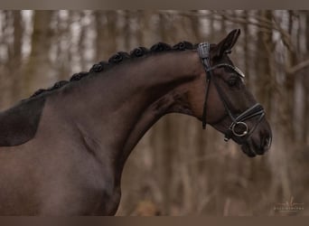 Trakehner, Hongre, 5 Ans, 169 cm, Noir