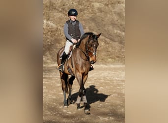 Trakehner, Hongre, 5 Ans, 170 cm, Bai