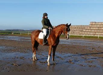 Trakehner, Hongre, 5 Ans, 172 cm, Alezan brûlé