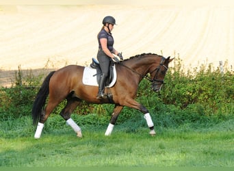 Trakehner, Hongre, 5 Ans, 173 cm, Bai brun