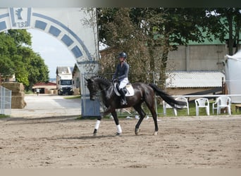Trakehner, Hongre, 5 Ans, 173 cm, Noir