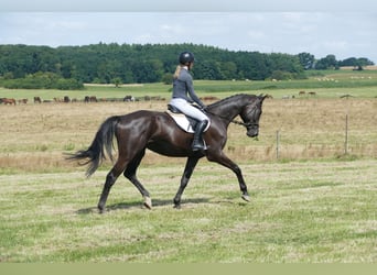 Trakehner, Hongre, 5 Ans, 173 cm, Noir