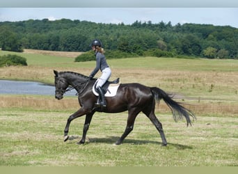 Trakehner, Hongre, 5 Ans, 173 cm, Noir