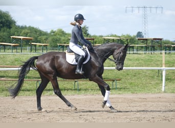 Trakehner, Hongre, 5 Ans, 173 cm, Noir