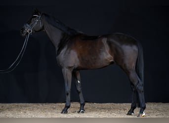 Trakehner, Hongre, 5 Ans, 174 cm, Noir