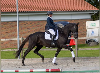 Trakehner, Hongre, 5 Ans, 175 cm, Noir