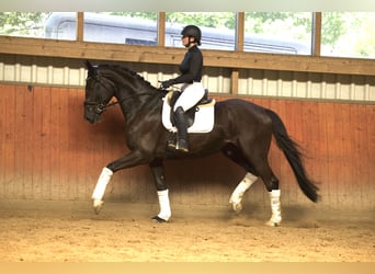 Trakehner, Hongre, 5 Ans, 176 cm, Bai brun foncé