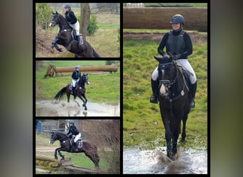 Trakehner, Hongre, 5 Ans, Bai brun