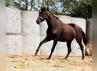 Trakehner, Hongre, 5 Ans, Bai brun foncé