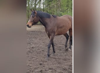 Trakehner, Hongre, 6 Ans, 162 cm, Bai