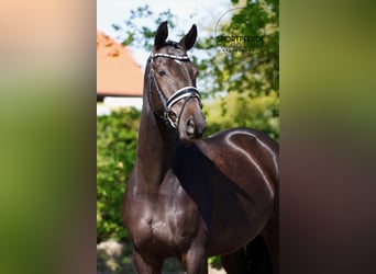 Trakehner, Hongre, 6 Ans, 164 cm, Noir