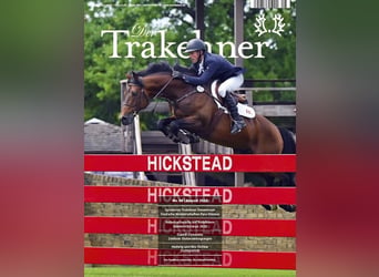 Trakehner, Hongre, 6 Ans, 165 cm, Bai brun