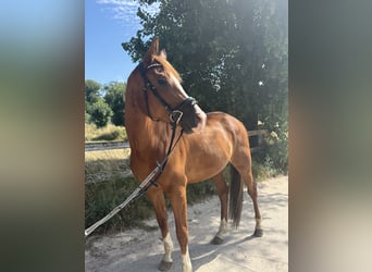 Trakehner, Hongre, 6 Ans, 166 cm, Alezan