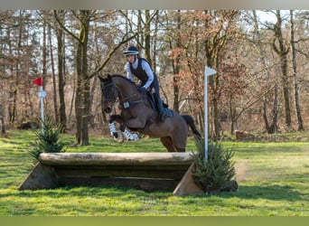 Trakehner, Hongre, 6 Ans, 166 cm, Bai brun
