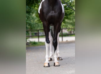 Trakehner, Hongre, 6 Ans, 166 cm