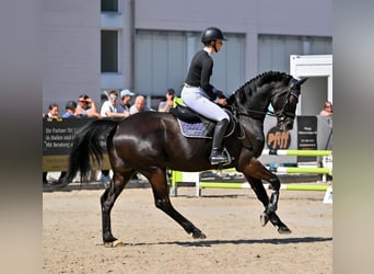 Trakehner, Hongre, 6 Ans, 168 cm, Bai brun