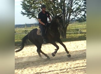 Trakehner, Hongre, 6 Ans, 169 cm, Noir