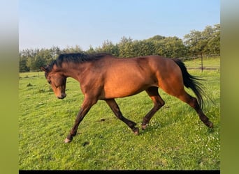 Trakehner, Hongre, 6 Ans, 170 cm, Bai brun