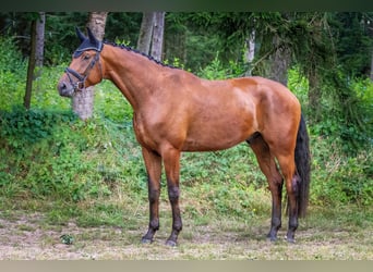 Trakehner, Hongre, 6 Ans, 175 cm, Bai