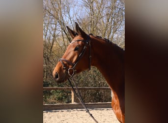 Trakehner, Hongre, 6 Ans, 177 cm, Bai