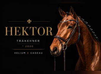 Trakehner, Hongre, 6 Ans, 177 cm, Bai