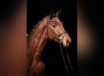 Trakehner, Hongre, 6 Ans, 177 cm, Bai