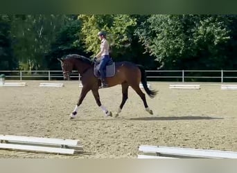 Trakehner, Hongre, 6 Ans, 178 cm, Bai