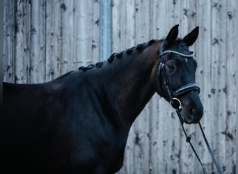 Trakehner, Hongre, 7 Ans, 160 cm, Noir