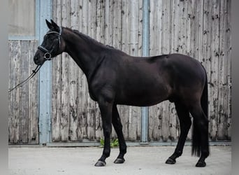 Trakehner, Hongre, 7 Ans, 160 cm, Noir