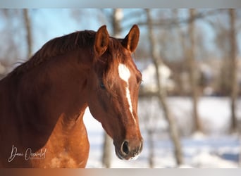 Trakehner, Hongre, 7 Ans, 161 cm, Alezan