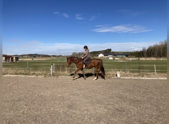 Trakehner, Hongre, 7 Ans, 161 cm, Alezan