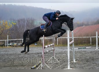 Trakehner, Hongre, 7 Ans, 163 cm, Noir