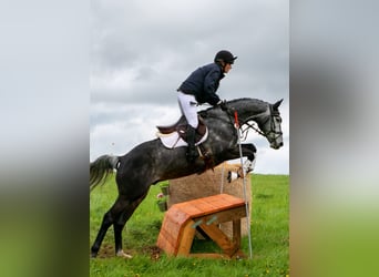 Trakehner, Hongre, 7 Ans, 164 cm, Gris