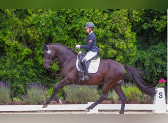 Trakehner, Hongre, 7 Ans, 165 cm, Noir