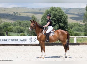 Trakehner, Hongre, 7 Ans, 166 cm, Alezan brûlé