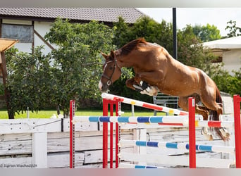 Trakehner, Hongre, 7 Ans, 166 cm, Alezan brûlé