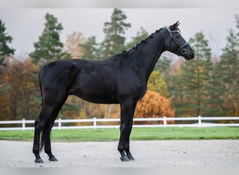 Trakehner, Hongre, 7 Ans, 166 cm, Bai brun foncé