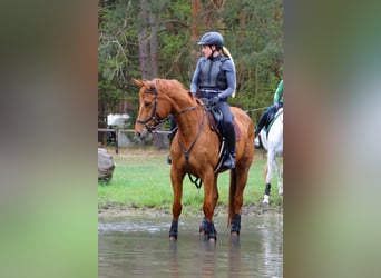 Trakehner, Hongre, 7 Ans, 168 cm, Alezan