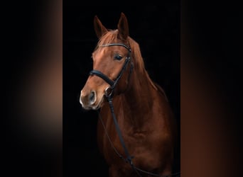 Trakehner, Hongre, 7 Ans, 168 cm, Alezan