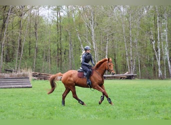 Trakehner, Hongre, 7 Ans, 168 cm, Alezan