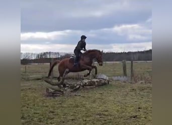 Trakehner, Hongre, 7 Ans, 168 cm, Alezan