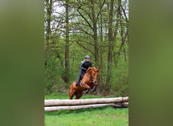 Trakehner, Hongre, 7 Ans, 168 cm, Alezan