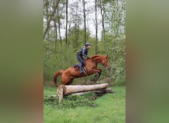 Trakehner, Hongre, 7 Ans, 168 cm, Alezan