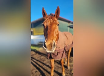 Trakehner, Hongre, 7 Ans, 168 cm, Alezan