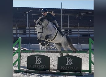 Trakehner, Hongre, 7 Ans, 168 cm, Gris