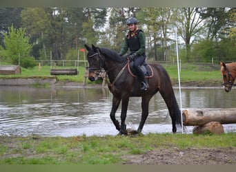 Trakehner, Hongre, 7 Ans, 172 cm, Bai brun