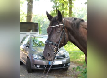 Trakehner, Hongre, 7 Ans, 173 cm, Bai brun foncé