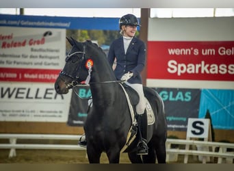 Trakehner, Hongre, 7 Ans, 174 cm, Bai brun foncé